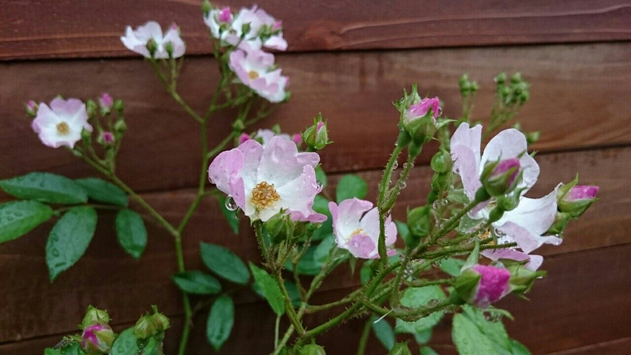 f:id:y-garden:20170527082442j:image f:id:y-garden:20170527082442j:image