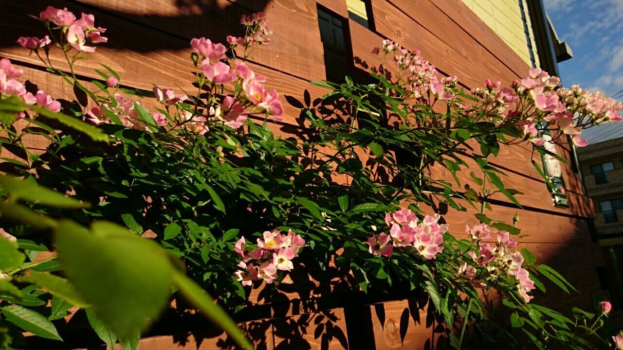 f:id:y-garden:20170809060856j:image f:id:y-garden:20170809060856j:image