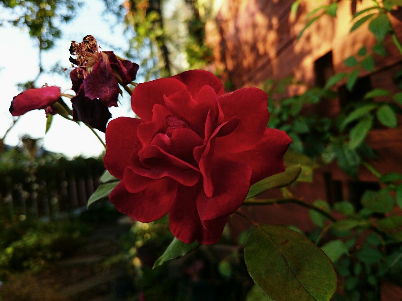 f:id:y-garden:20170921062834j:image