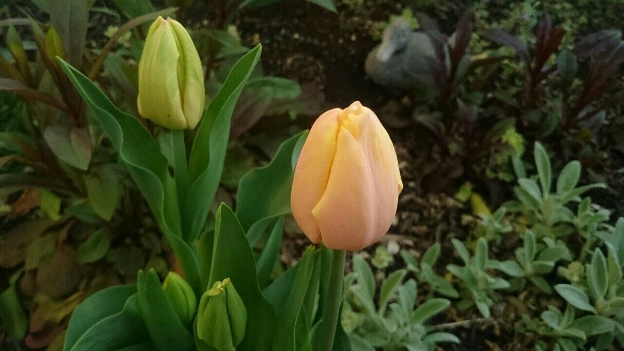 f:id:y-garden:20171003000529j:image