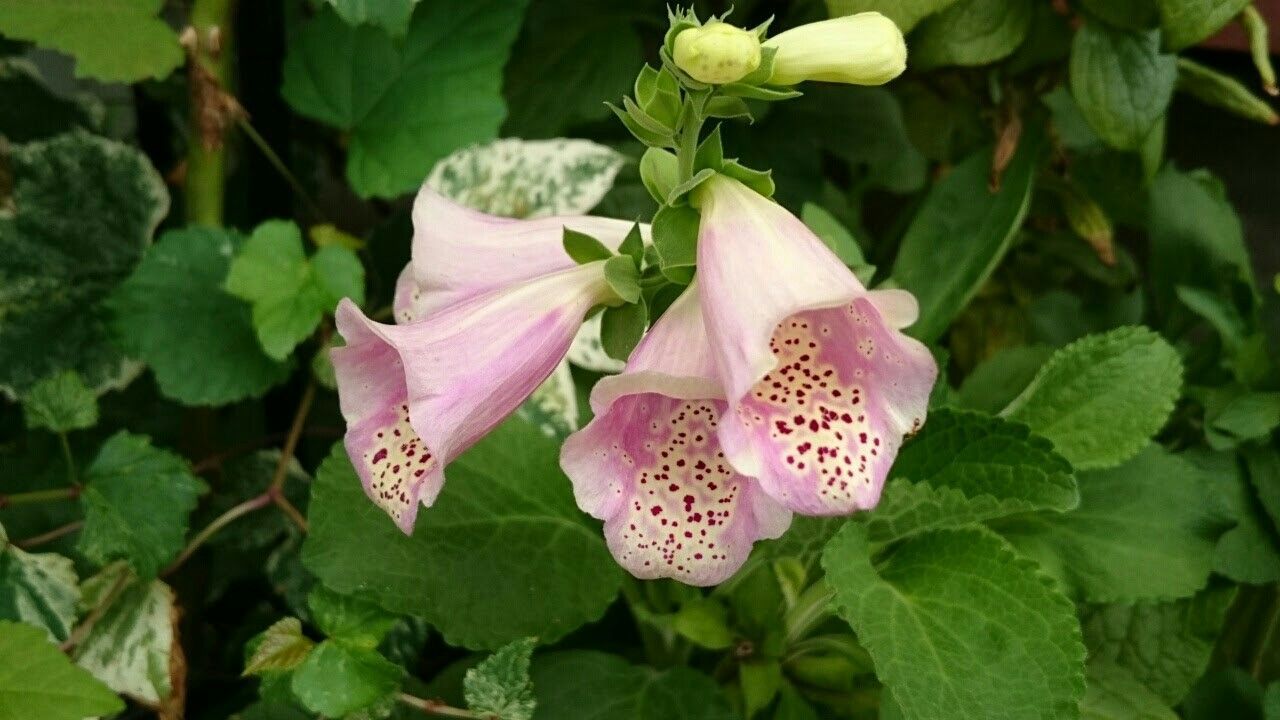 f:id:y-garden:20171117202227j:image f:id:y-garden:20171117202227j:image