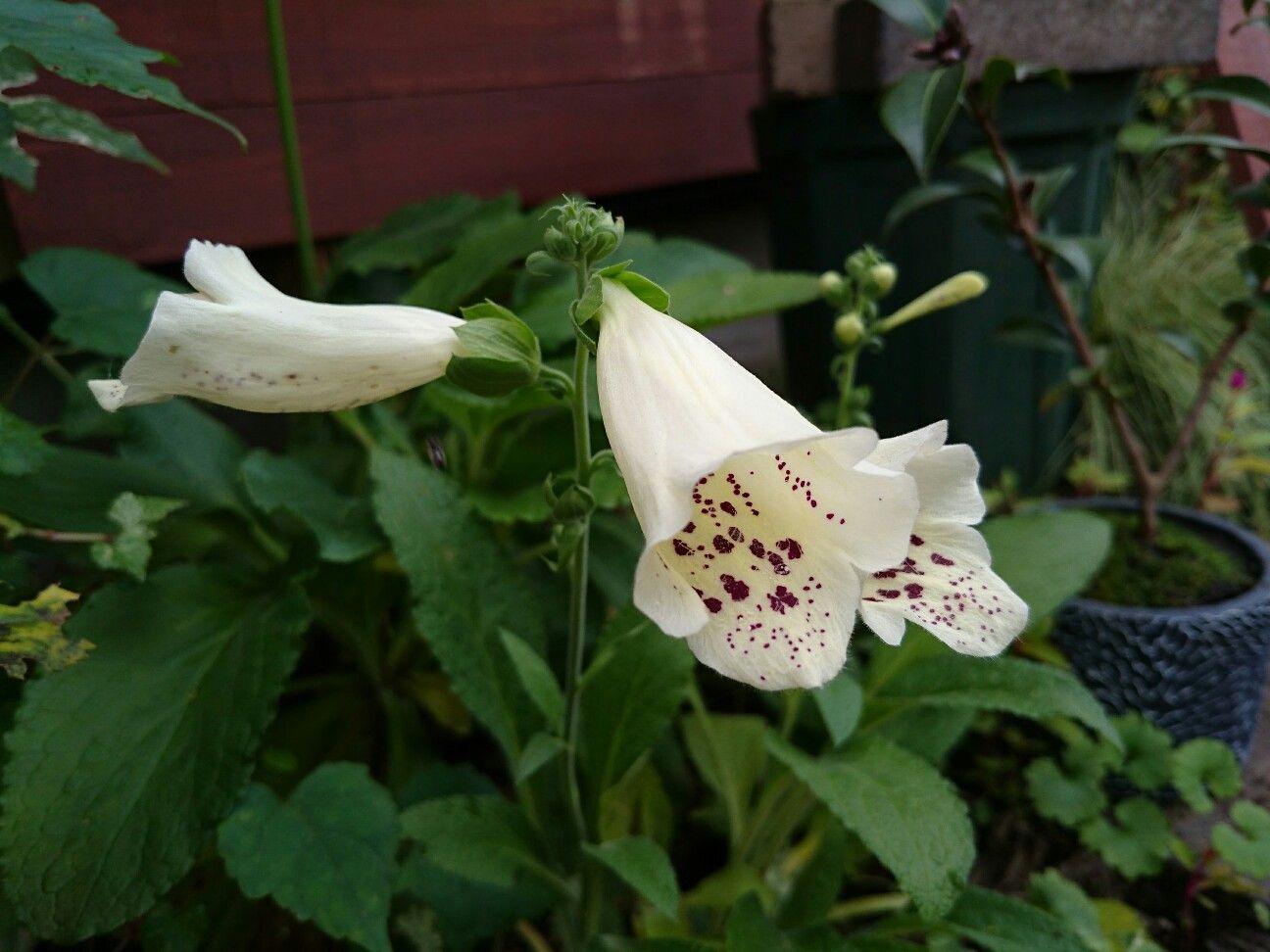 f:id:y-garden:20171117202726j:image f:id:y-garden:20171117202726j:image