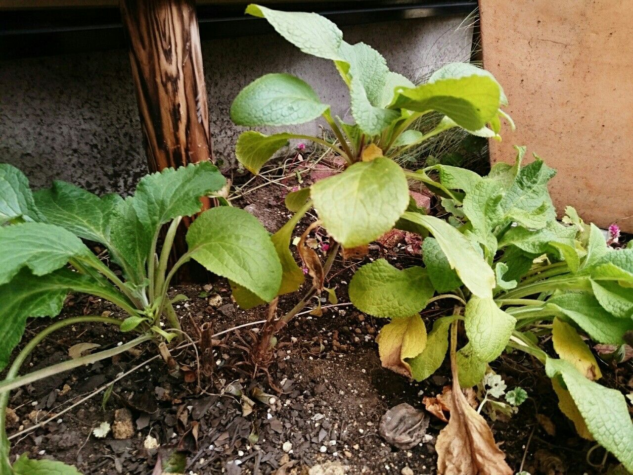 f:id:y-garden:20171118080936j:image f:id:y-garden:20171118080936j:image