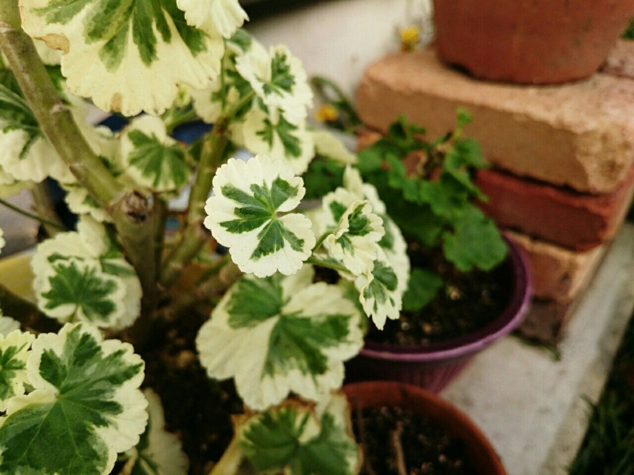 f:id:y-garden:20171118081643j:image f:id:y-garden:20171118081643j:image