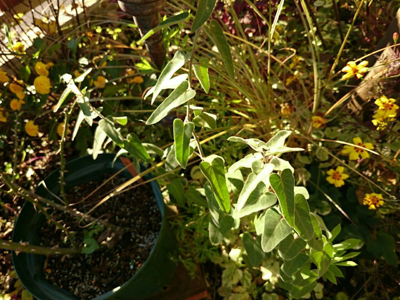 f:id:y-garden:20171125083804j:image