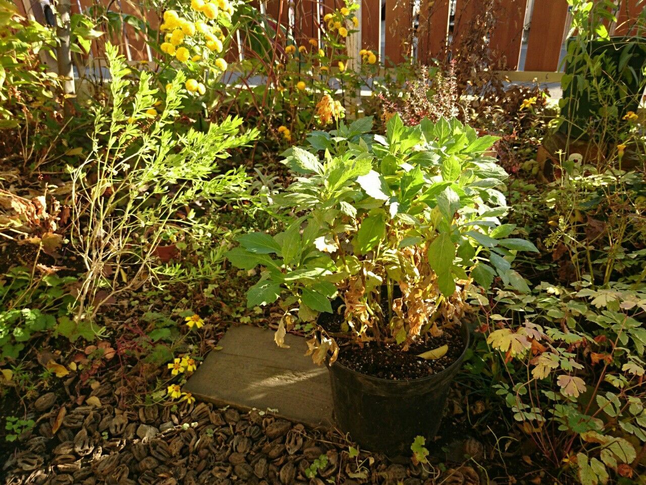 f:id:y-garden:20171125084212j:image