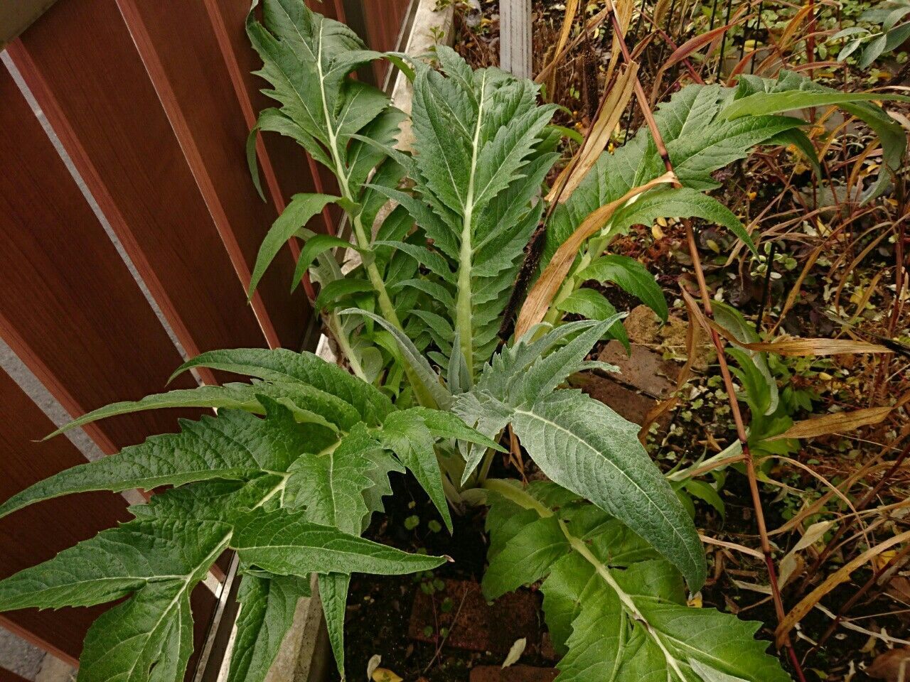 f:id:y-garden:20171209085230j:image