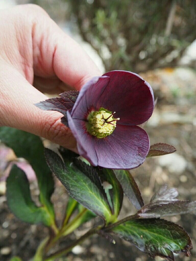 f:id:y-garden:20180321185807j:image