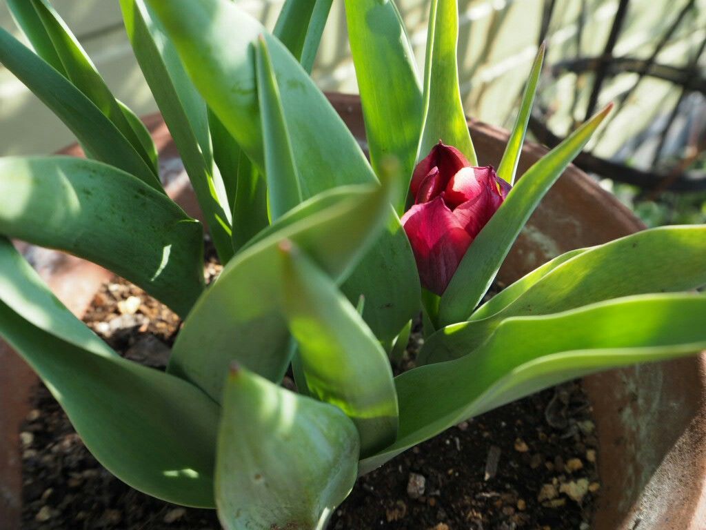 f:id:y-garden:20180328090210j:image f:id:y-garden:20180328090210j:image