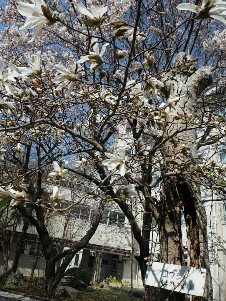 f:id:y-garden:20180328112153j:image