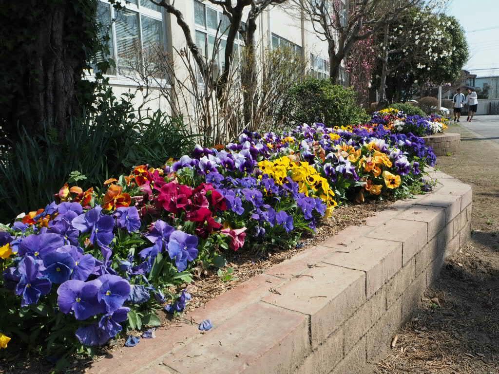 f:id:y-garden:20180328113405j:image