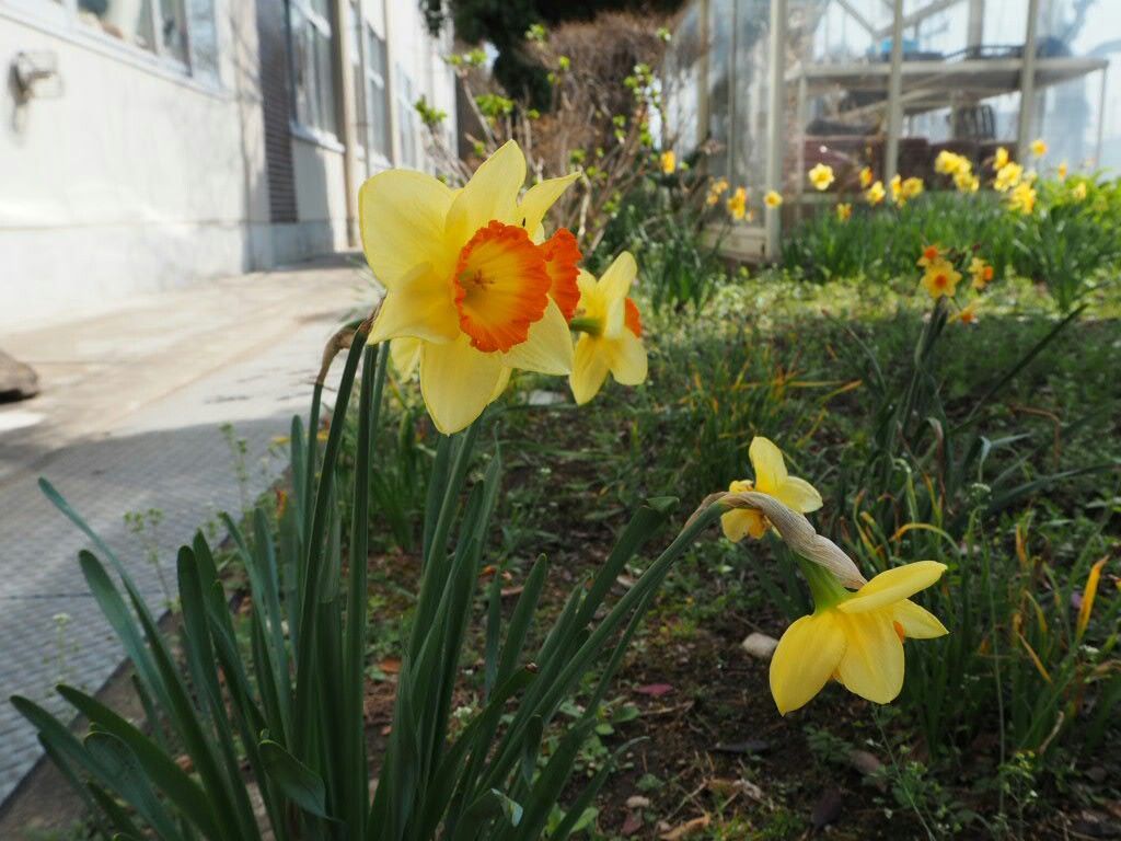 f:id:y-garden:20180328175834j:image