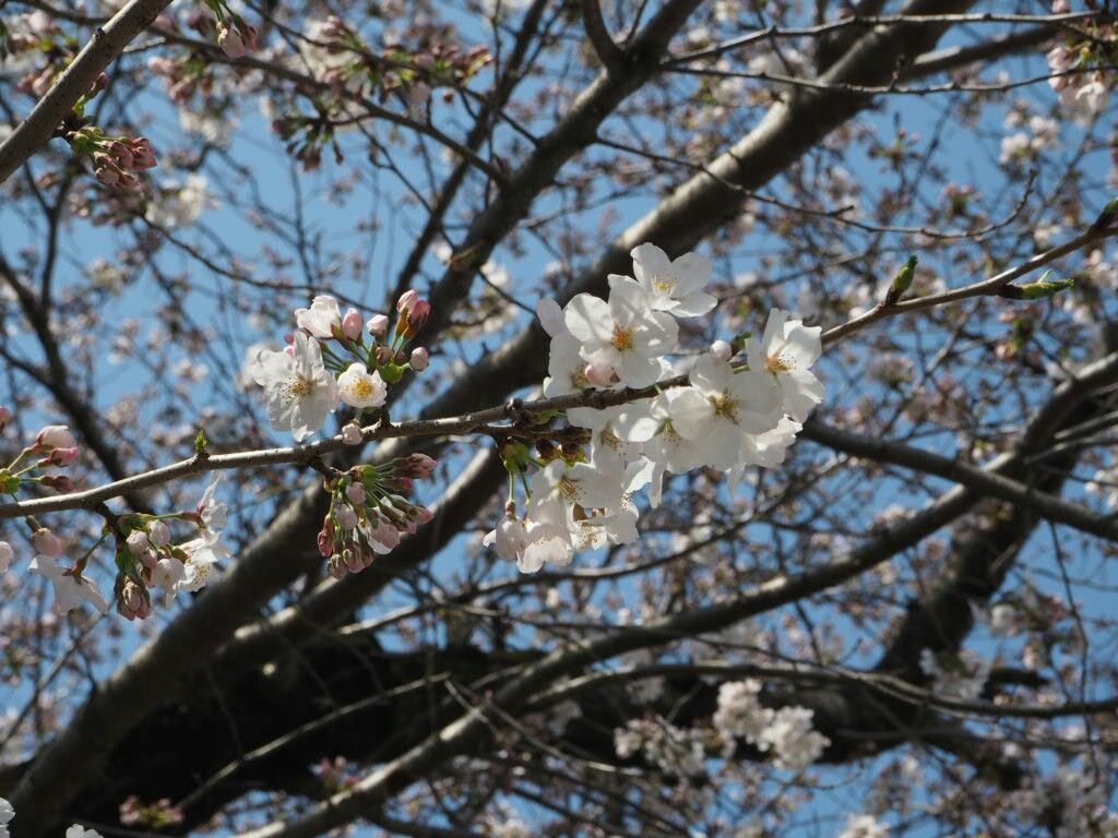 f:id:y-garden:20180330000751j:image