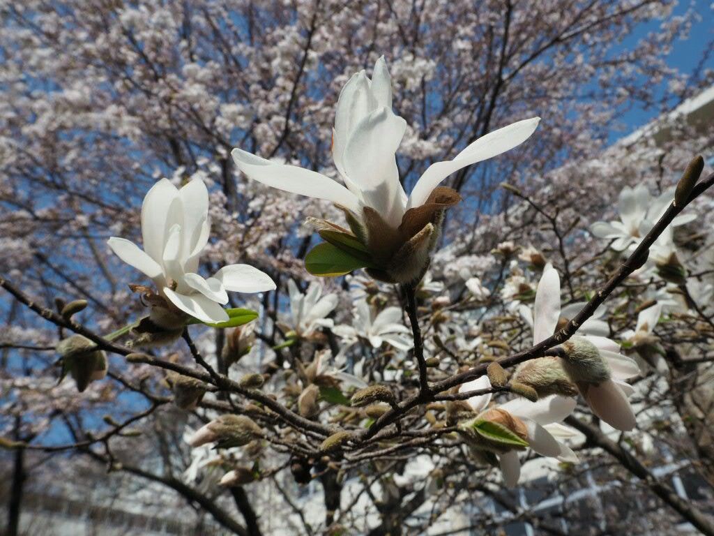 f:id:y-garden:20180330000842j:image