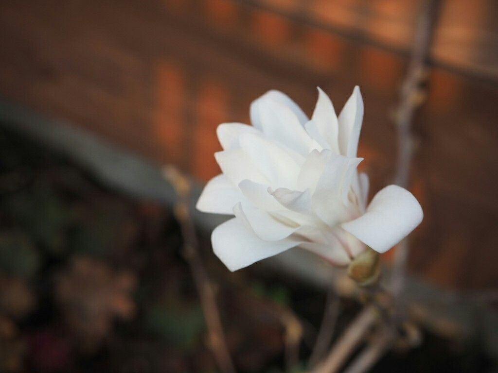 f:id:y-garden:20180330181627j:image