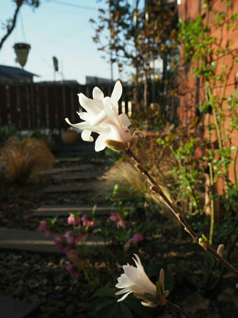 f:id:y-garden:20180330181712j:image f:id:y-garden:20180330181712j:image