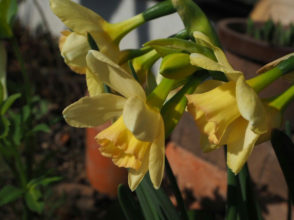 f:id:y-garden:20180331080620j:image