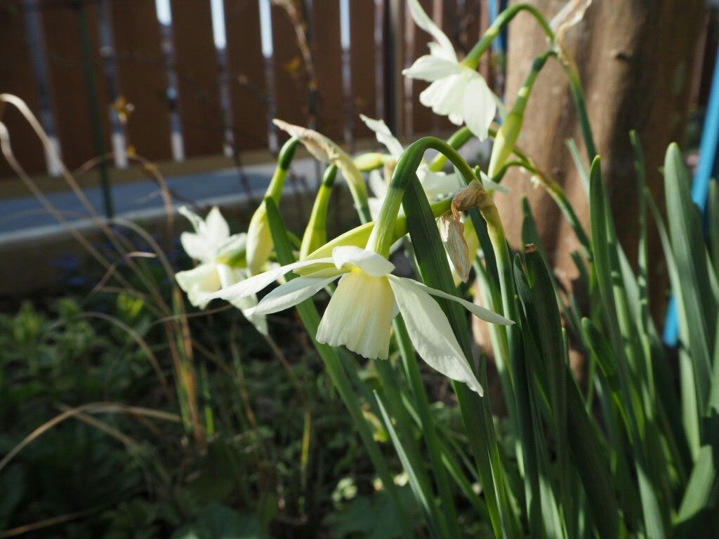 f:id:y-garden:20180331080931j:image