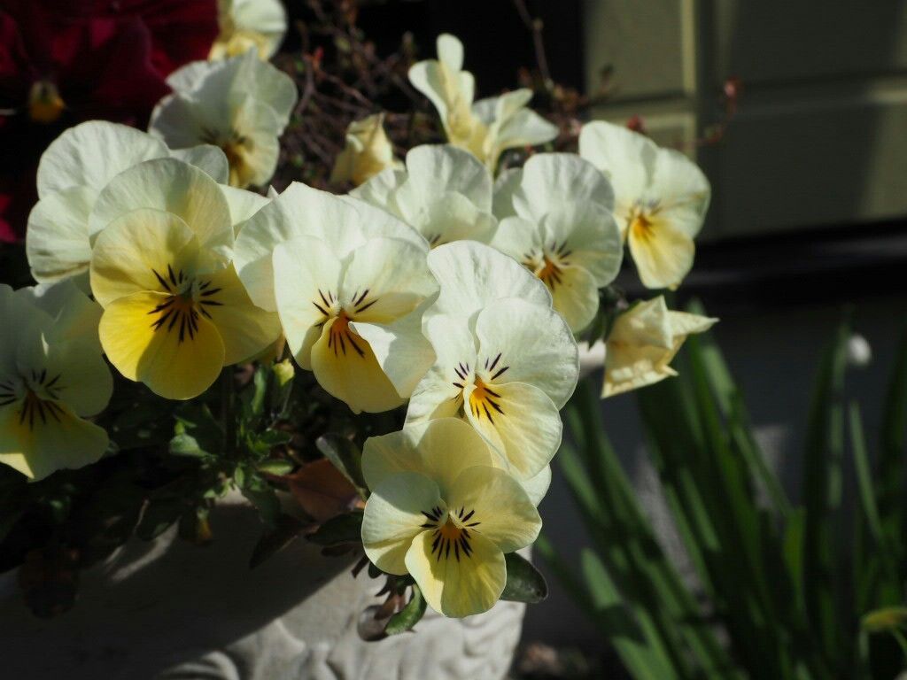 f:id:y-garden:20180331081226j:image