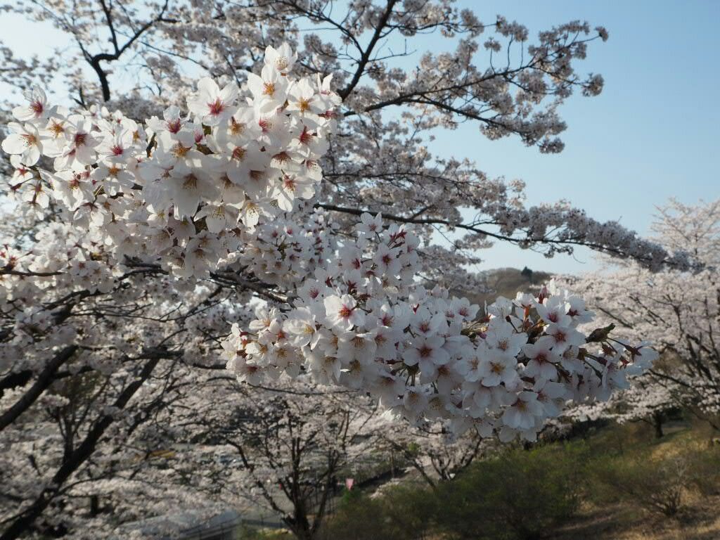 f:id:y-garden:20180401064959j:image f:id:y-garden:20180401064959j:image