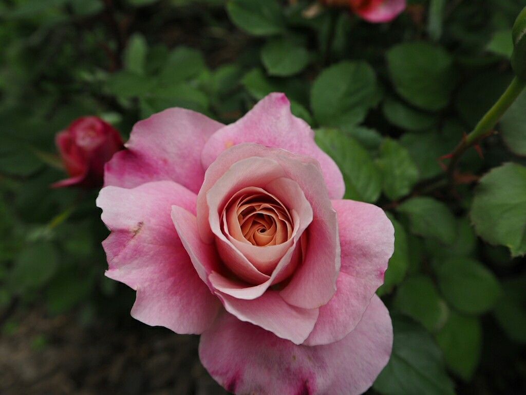 f:id:y-garden:20180429082419j:image