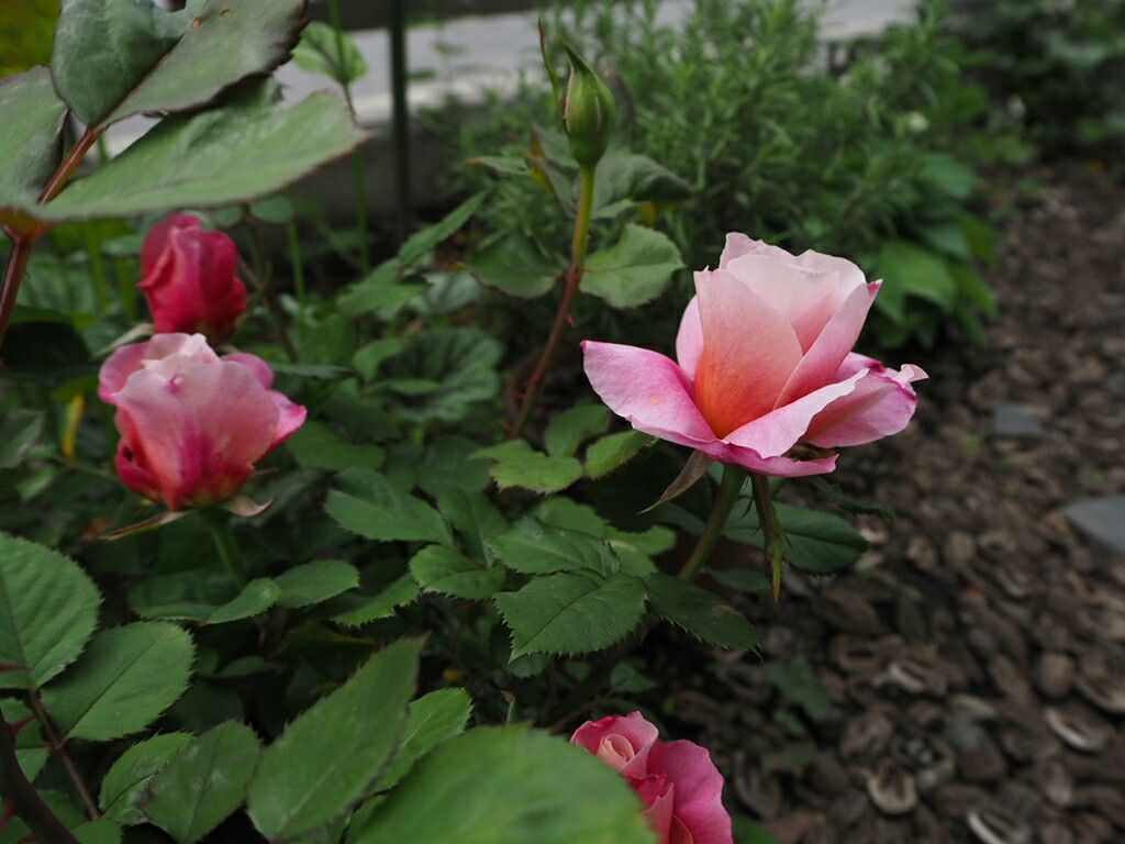 f:id:y-garden:20180429082616j:image f:id:y-garden:20180429082616j:image