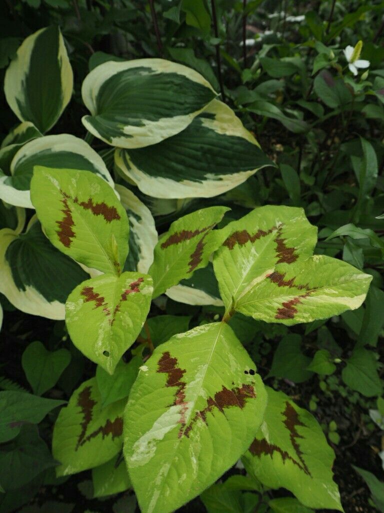 f:id:y-garden:20180529222434j:image