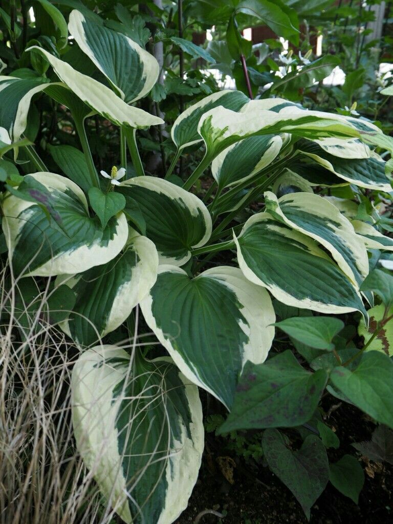f:id:y-garden:20180613185204j:image