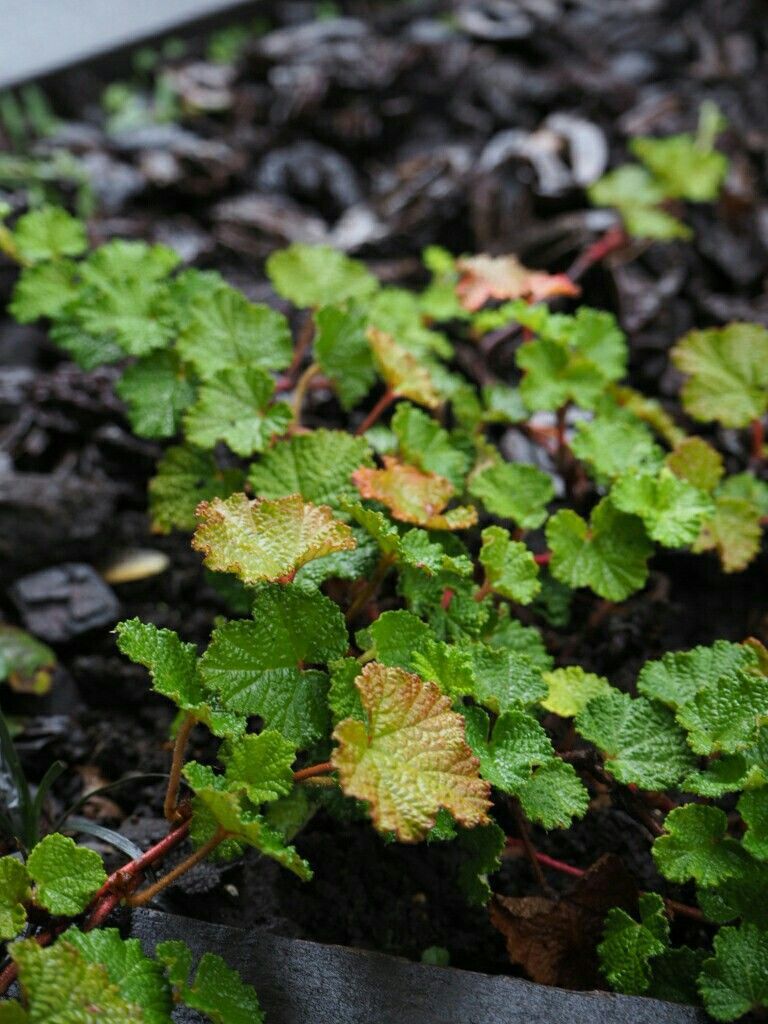 f:id:y-garden:20180907071758j:image