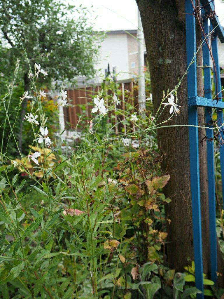 f:id:y-garden:20180908065834j:image