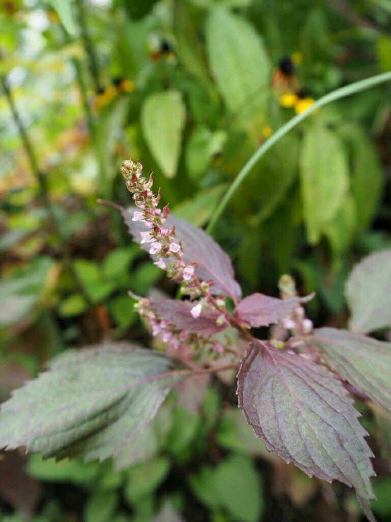 f:id:y-garden:20180909183543j:image