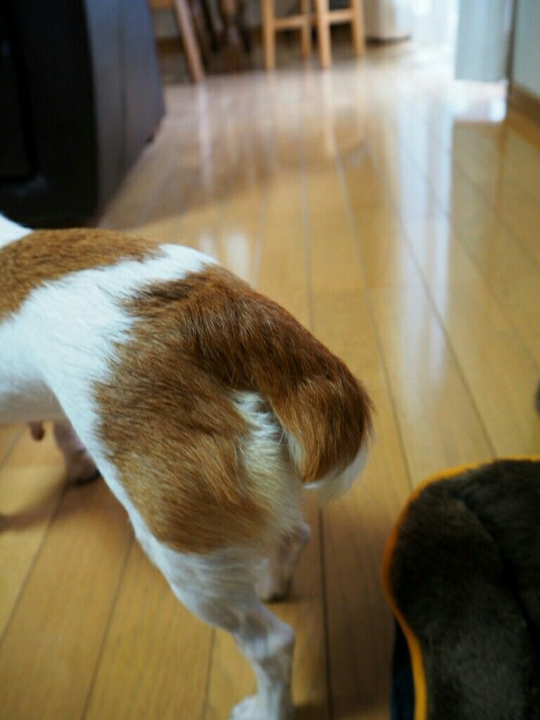 散歩で挨拶を交わせるか 犬の世界 山田ガーデン