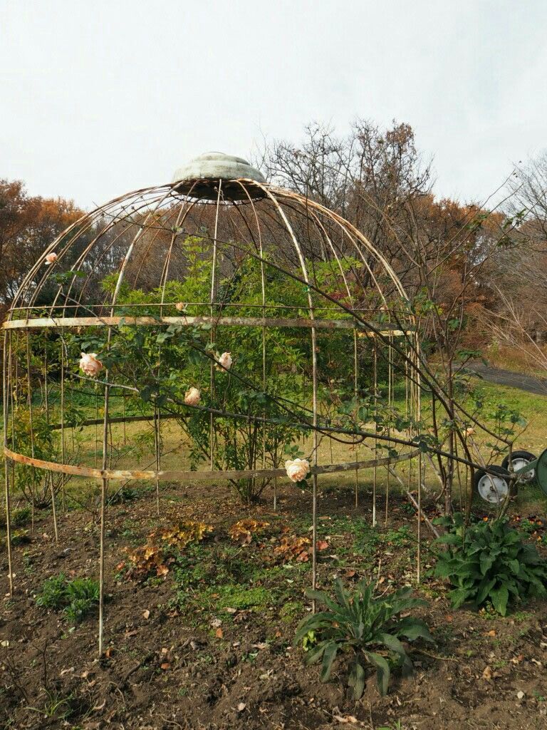 秋の公園 ブータンルリマツリとの出会い 山田ガーデン