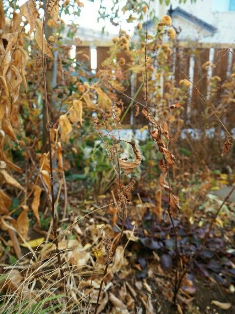 f:id:y-garden:20181229150544j:image f:id:y-garden:20181229150544j:image