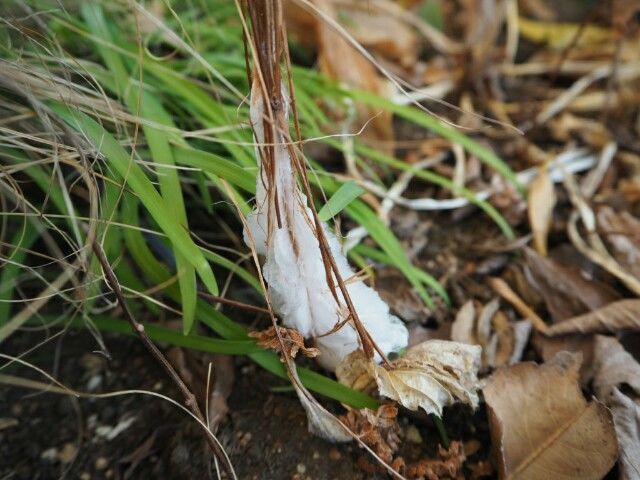 f:id:y-garden:20181229150918j:image f:id:y-garden:20181229150918j:image
