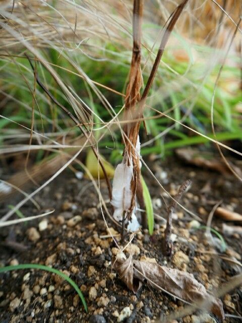 f:id:y-garden:20181229151108j:image f:id:y-garden:20181229151108j:image