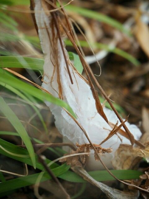 f:id:y-garden:20181229154605j:image f:id:y-garden:20181229154605j:image