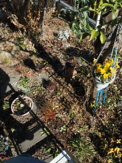 f:id:y-garden:20190122115836j:image f:id:y-garden:20190122115836j:image