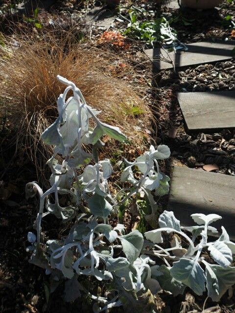 f:id:y-garden:20190122120226j:image f:id:y-garden:20190122120226j:image