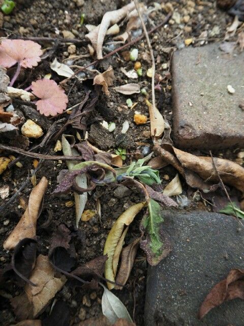 芽出し球根の植え付け より自然な姿で咲かせる方法 山田ガーデン