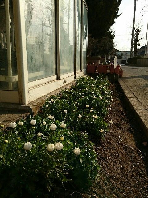 f:id:y-garden:20190227121918j:image