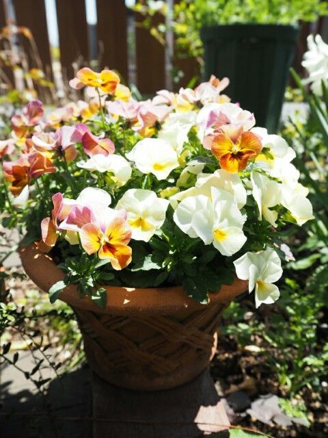 ガザニアの挿し芽 山田ガーデン