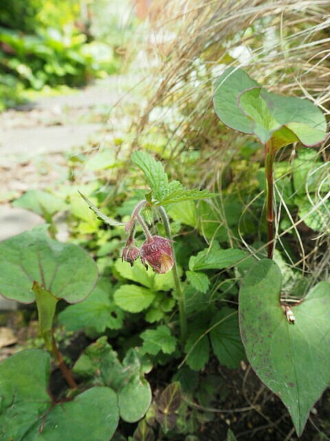 f:id:y-garden:20190514183822j:image