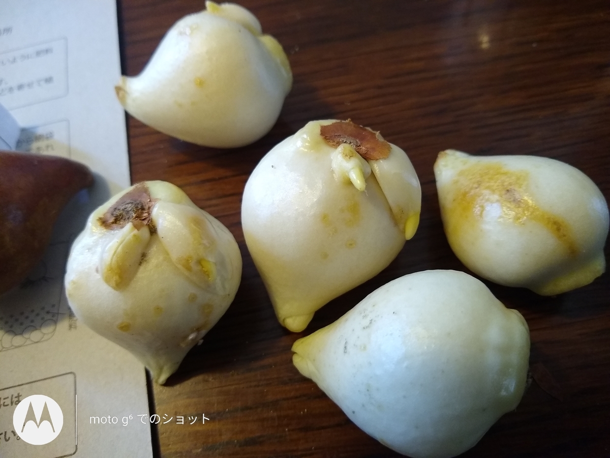 ãƒãƒ¥ãƒ¼ãƒªãƒƒãƒ—çƒæ ¹ã®æ¤ãˆã¤ã'ã®ãƒã‚¤ãƒ³ãƒˆ æ¤æœ¨é‰¢ç·¨ å±±ç