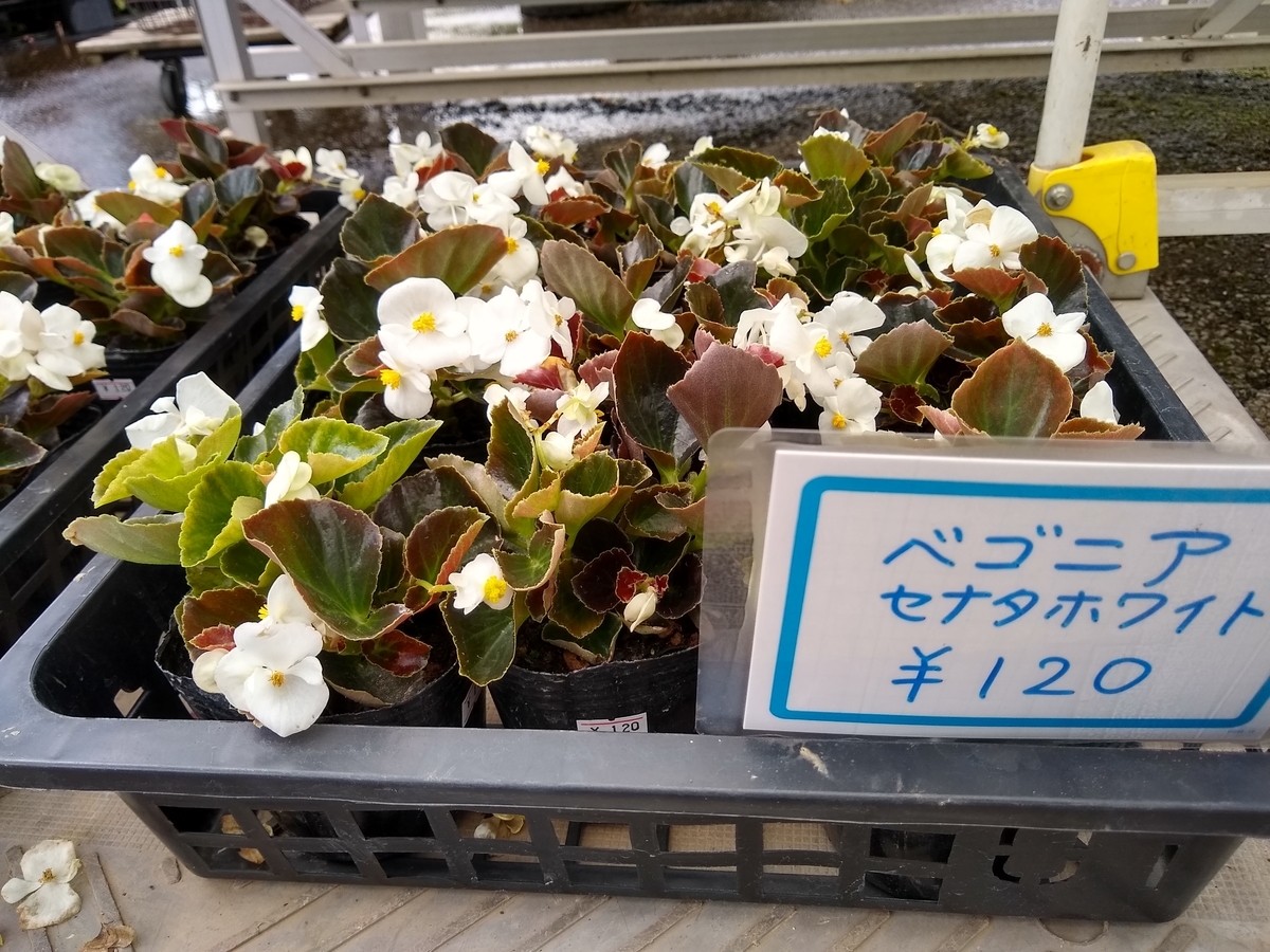 古臭い花 昭和な花 ベゴニア セネタホワイト 山田ガーデン