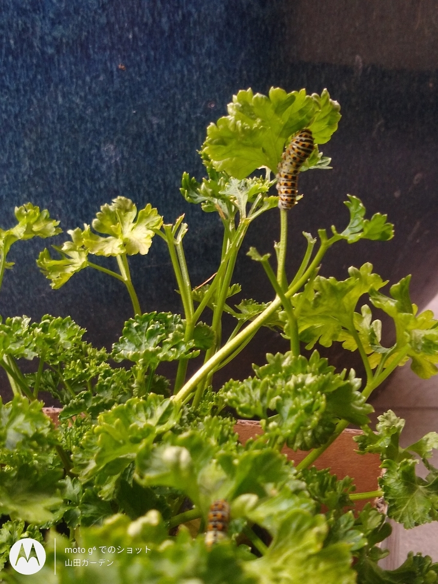 パセリに住むひと〜キアゲハ - 山田ガーデン