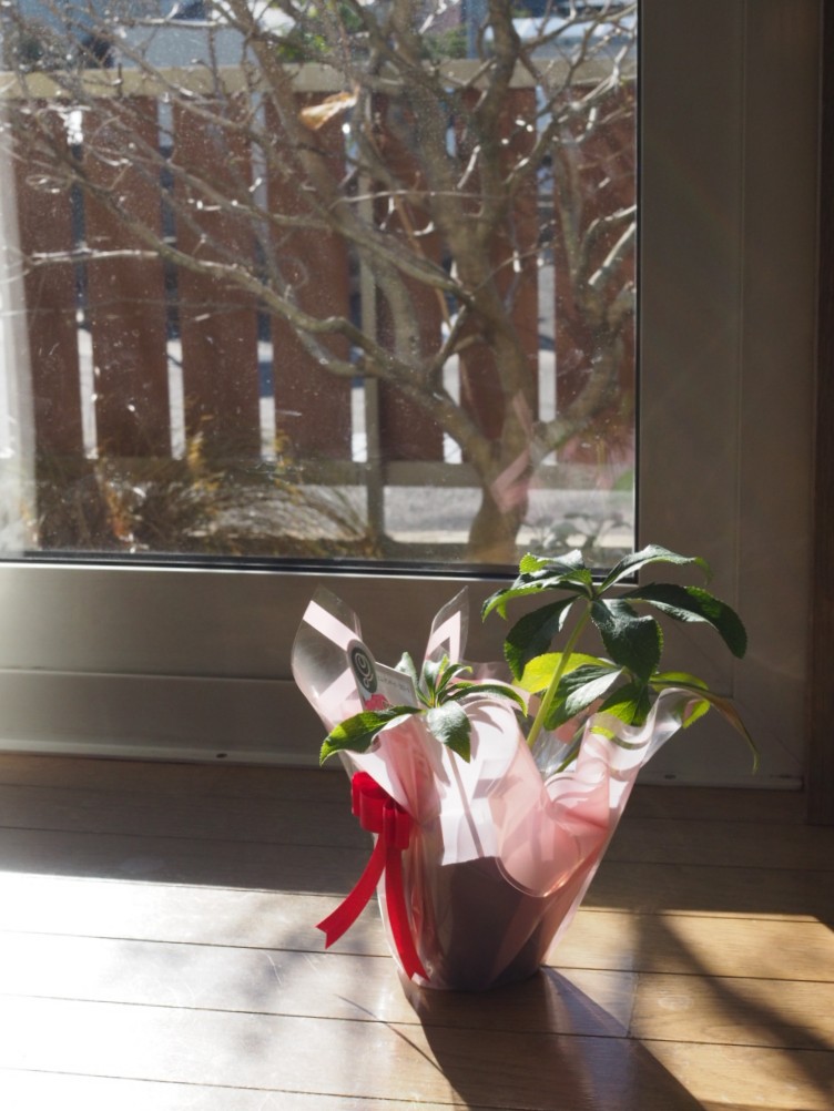 f:id:y-garden:20211215145203j:plain