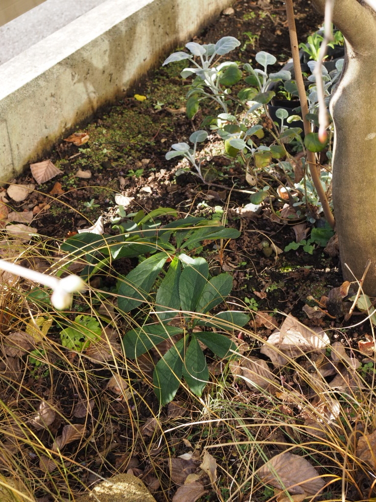 f:id:y-garden:20211215152253j:plain