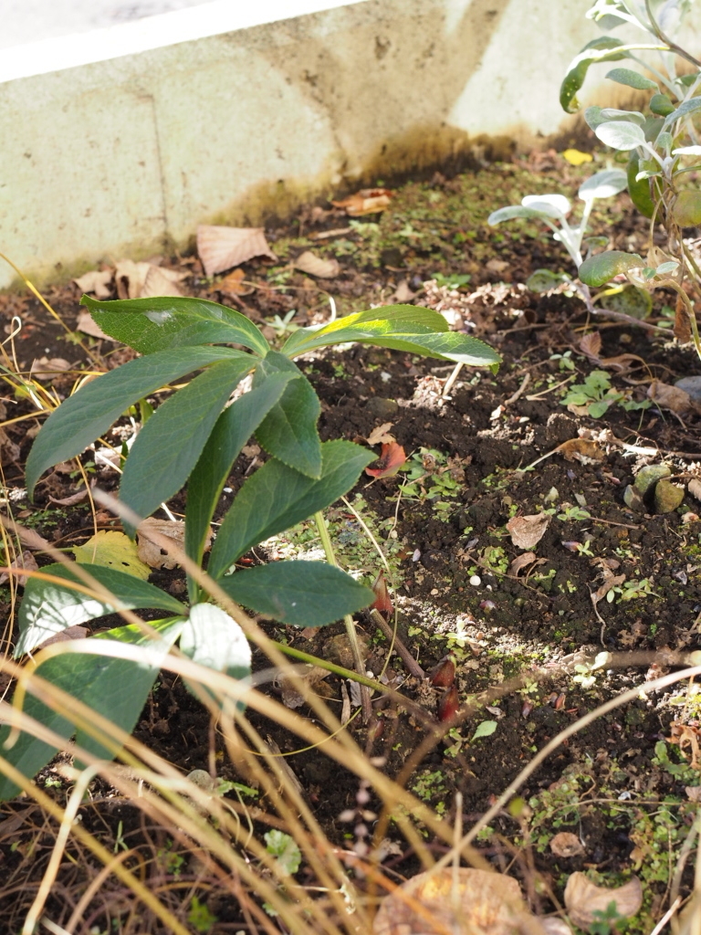 f:id:y-garden:20211215152342j:plain