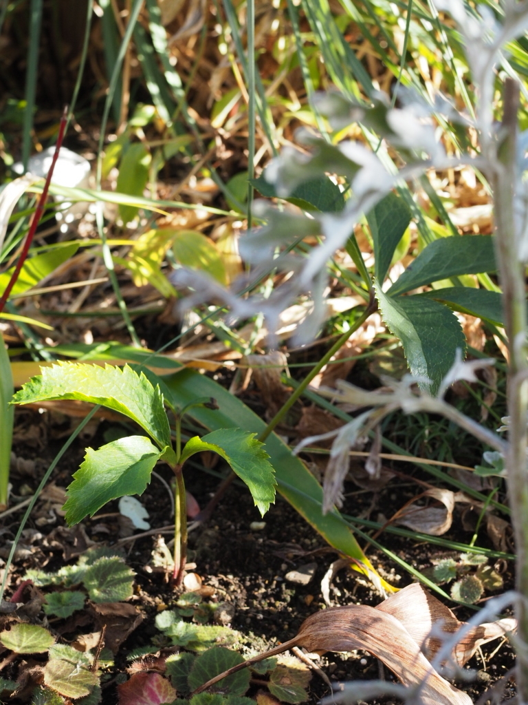 f:id:y-garden:20211215152435j:plain